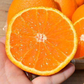 ZE6104n_【2026年先行予約】有田の不知火(しらぬひ）【化粧箱