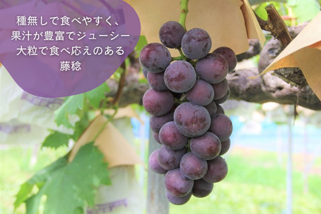 シャインマスカット＆黒系ぶどう詰め合わせ 1kg(2〜3房) 先行予約 | シャインマスカット しゃいんますかっと ぶどう ブドウ 葡萄 高級 田原ぶどう園 埼玉県 杉戸町