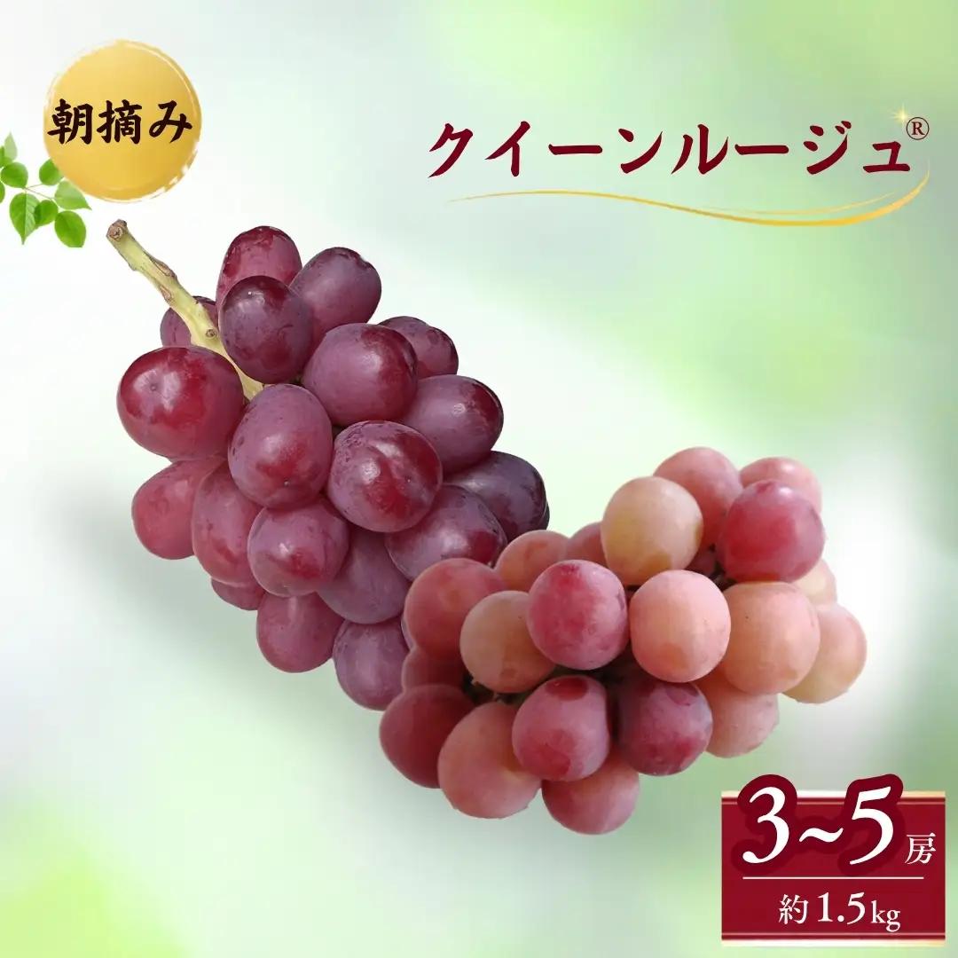 【2026年先行予約】クイーンルージュ® 朝摘み  約1.5kg （3~5房）｜ぶどう ぶどう