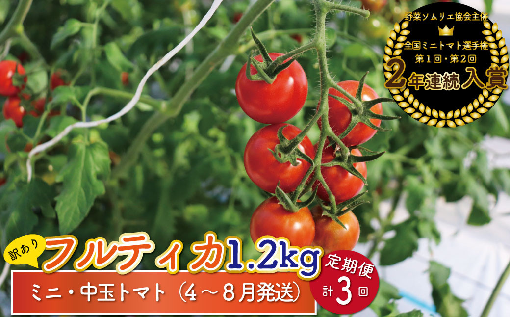 
【4月～8月頃発送】＜約1.2kg×3回 定期便＞訳あり アイメック フルティカ トマト＞ましまファーム ミニトマト フルーツトマト ワケあり 規格外 ＜2025年4月以降発送＞
