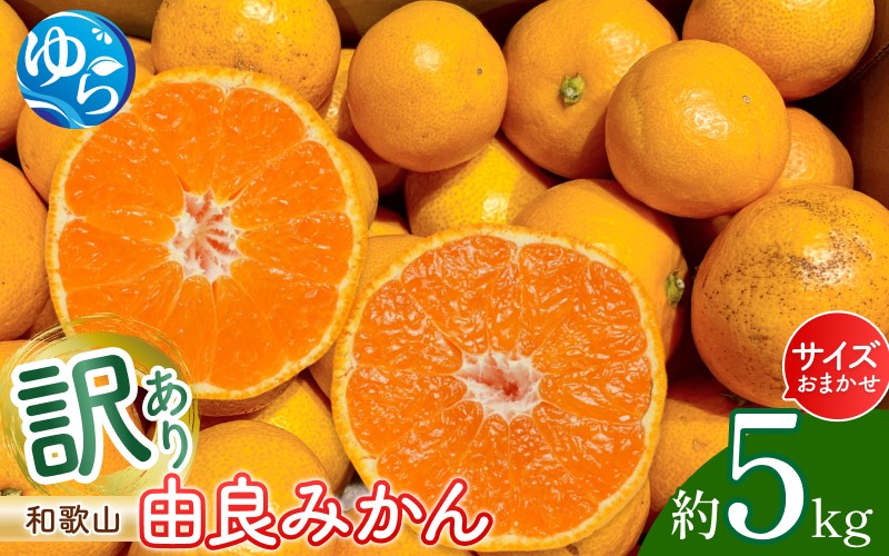 
            和歌山由良みかん 約５kg　訳あり　キズ　御家庭用　サイズ混合 ※2025年11月下旬～2026年1月中旬頃に順次発送予定【sml914】
          