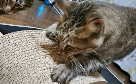 ねこ用爪とぎ（しっぽ）〔 猫 ネコ 爪 爪とぎ 〕