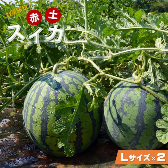 【ふるさと納税】【先行予約】赤土スイカ 2玉（Lサイズ）【2025年7月下旬以降順次発送】/ 大玉 すいか スイカ 令和7年産 果物 野菜 西瓜 フルーツ ジューシー 送料無料