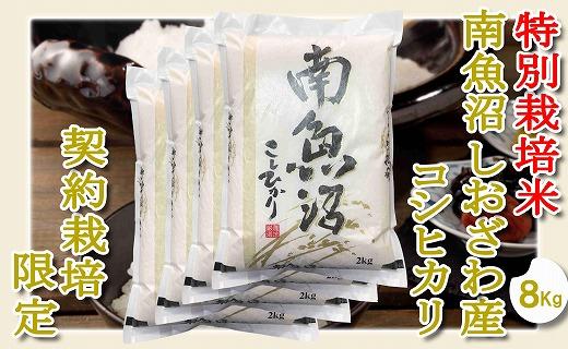【令和7年産】【精米８Kg】特別栽培 生産者限定  南魚沼しおざわ産コシヒカリ【2025年10月上旬より順次発送予定】