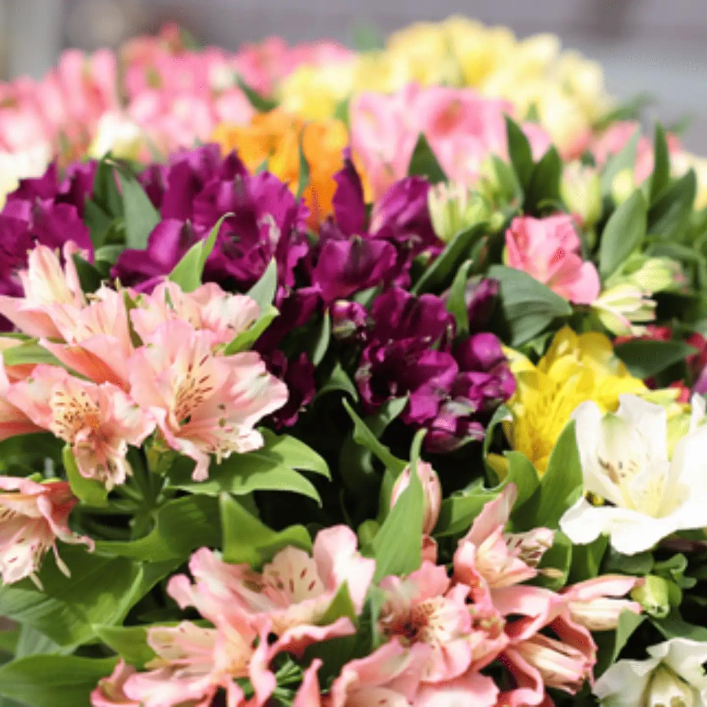 定期便６回便　切り花 アルストロメリア【上級品・生花　花丈80cm・32本前後】9～3月（KS-T504）