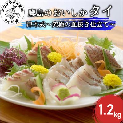 ふるさと納税 松浦市 おいしかタイ約1.2kg　〜津本式の血抜き仕立て〜