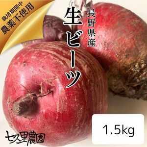 レッド パワー ビーツ 約1.5kg | 野菜 ビーツ 生ビーツ レッドパワー レッドパワービーツ 長野県 信州 南信州 飯田市
