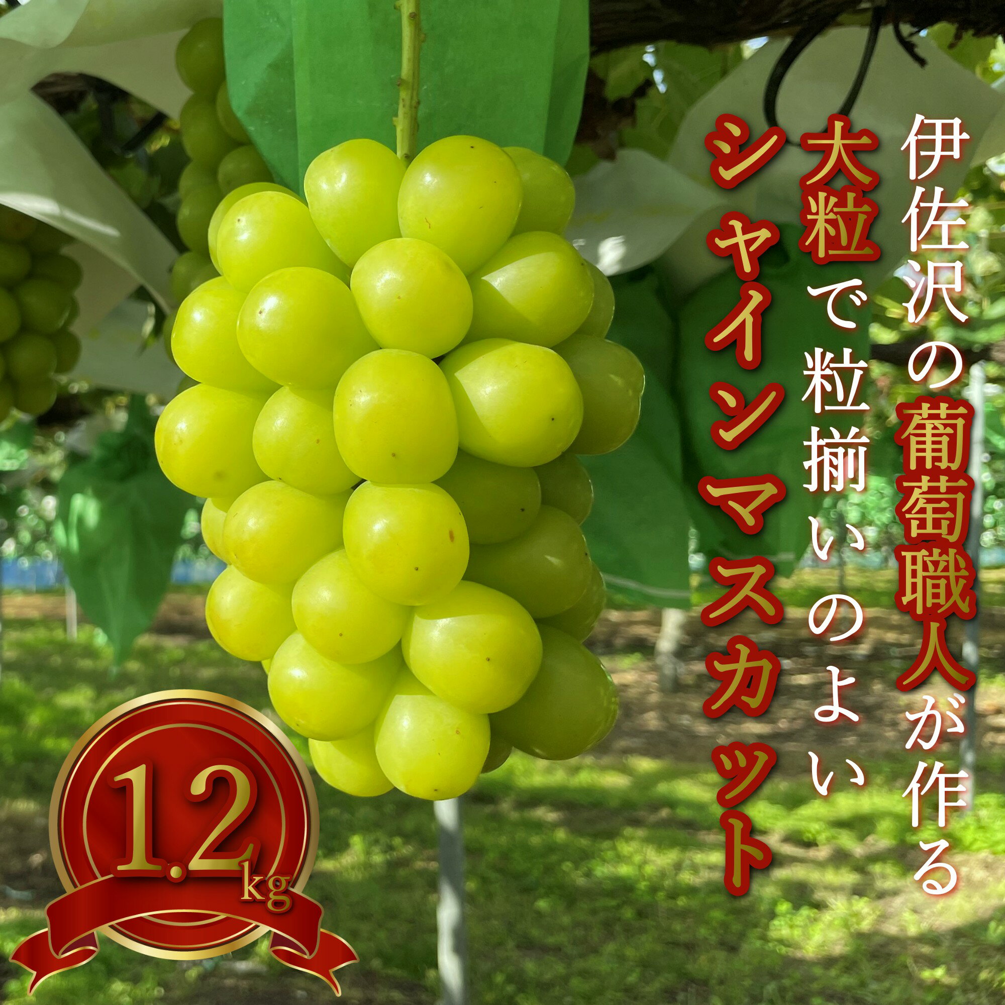 【ふるさと納税】＼アフター保証対象品／ 伊佐沢のぶどう職人が作る 人気 の 高級 種なし シャインマスカット 約 1.2kg（2房）【令和7年（2025年）9〜10月発送】H203(R7)