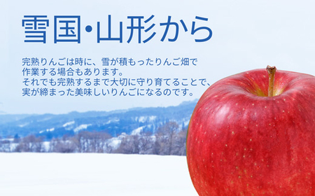 サンふじりんご 3kg (約10～12玉) 山形県産 ギフト箱入り 《先行予約 2024年11月中旬から発送開始》 FSY-0617