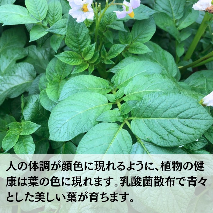 環境に優しい農業用乳酸菌 BARU乳酸菌液 10L 業務用【BARU バイオジャパン吉村株式会社】[H9904]