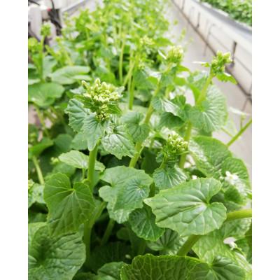 ふるさと納税 相馬市 相馬わさびセット(花 85g入×4パック・根茎 約35g×4本) |  | 01