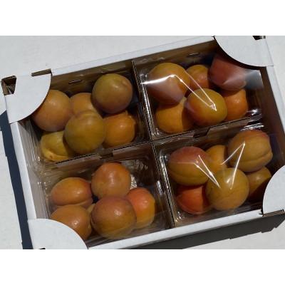 ふるさと納税 長野市 【先行受付】JAグリーン長野　あんず　生食用品種　ハーコット　500g×4パック |  | 02