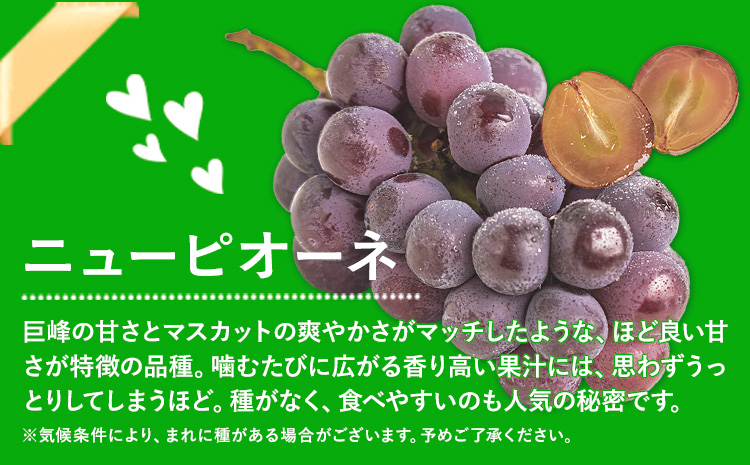 岡山県産 訳あり ニューピオーネ シャインマスカット 詰め合わせ 約1.2kg 2房 葡萄 果物 訳あり 優品 岡山県 笠岡市《9月上旬～10月下旬頃に出荷予定(土日祝除く)》---kasaoka_z