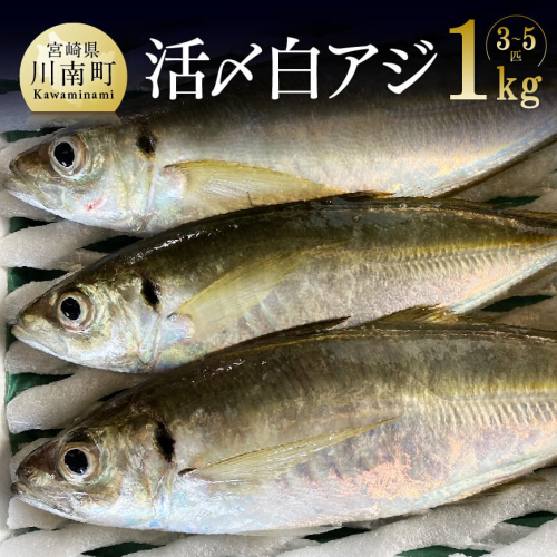 日向灘獲れ！活〆 「 白アジ 」 １kg 【 魚介類 鮮魚 魚 鯵 アジ 】 宮崎県川南町