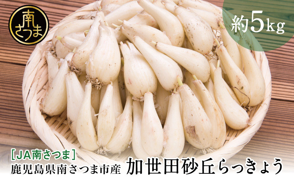 
                  ◆5月中旬発送開始◆【鹿児島県南さつま市産】加世田砂丘らっきょう 約5kg ◆5月中旬出荷開始 ・ 数量限定 ・ 期間限定 ◆ 先行受付 先行予約 生鮮 らっきょう 砂丘らっきょう 大玉 ラッキョウ サラダ 天ぷら かき揚げ 酢味噌 塩らっきょう 薬味 タルタルソース 生食 漬物 漬け物 特産品 野菜 旬 期間限定 季節の野菜 季節限定 新鮮 鹿児島県産 JA JA南さつま 鹿児島県 南さつま市
                