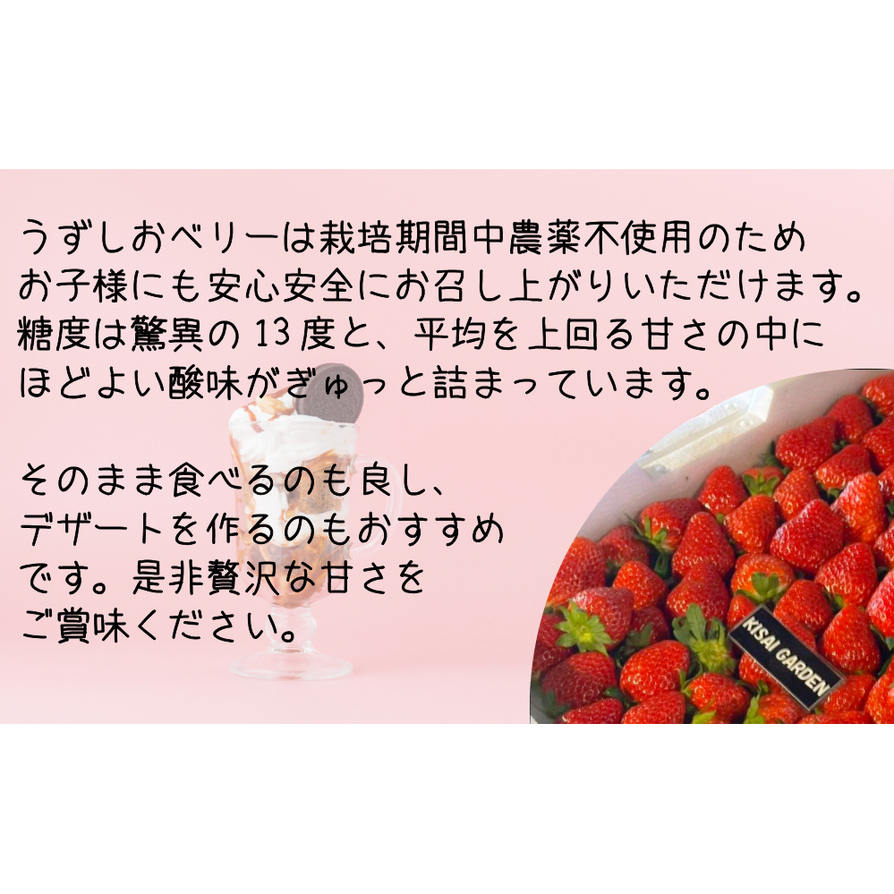 【2024年12月上旬頃より順次発送】KISAI GARDEN うずしおベリー 250g×4パック 【数量限定】 | 栽培期間中農薬不使用 苺 いちご イチゴ 徳島 鳴門 果物 フルーツ スムージー 