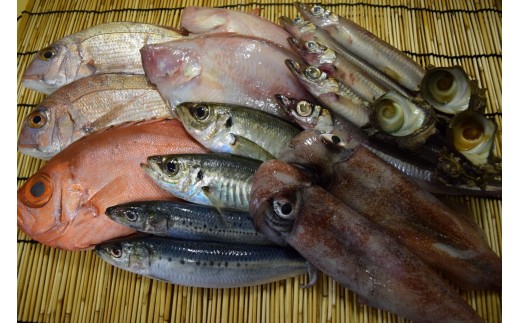 ＜平日着＞＜7～8月・年末年始配送不可＞おすすめ鮮魚詰め合わせ(4～5種類)