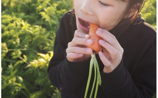 訳あり！こどもも食べられる甘み！「マドンナキャロット」 7kg にんじん 人参 ニンジン 野菜 やさい 国産 碧南市 健康 食品ロス削減 甘い 先行予約 旬 特産 高評価 高リピート 人気　H105-135