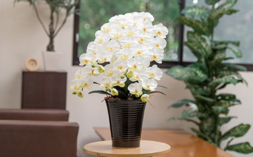 
                  光触媒胡蝶蘭「誉(ほまれ)」【選べるカラー】 白黄／絞りピンク 【選べるラッピング】　E-279
                