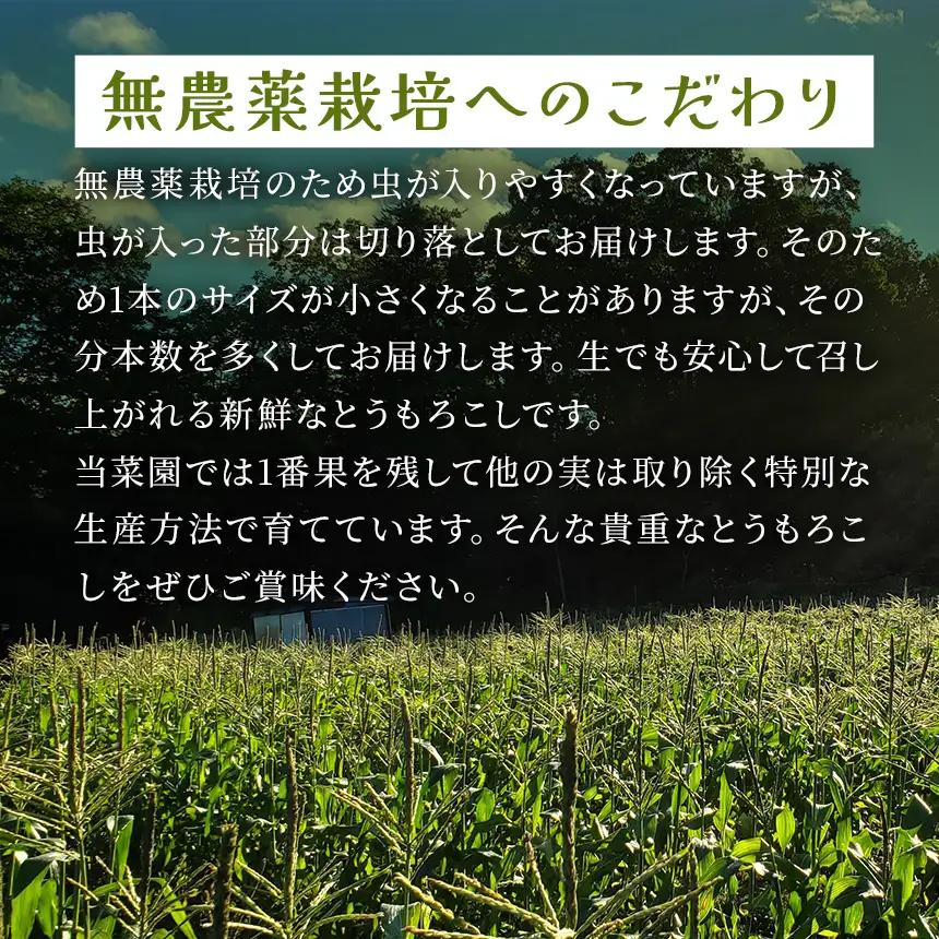 【栽培期間中農薬不使用・無化学肥料・無家畜性肥料で育てた】 朝採り とうもろこし 約4kg ( 10～15本 )【2026年7月下旬～発送】