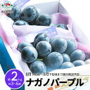 【ふるさと納税】ナガノパープル 約2kg (約3～6房) 《黒岩果樹園》■2025年発送■※8月下旬頃～9月下旬頃まで順次発送予定 果物 ぶどう フルーツ