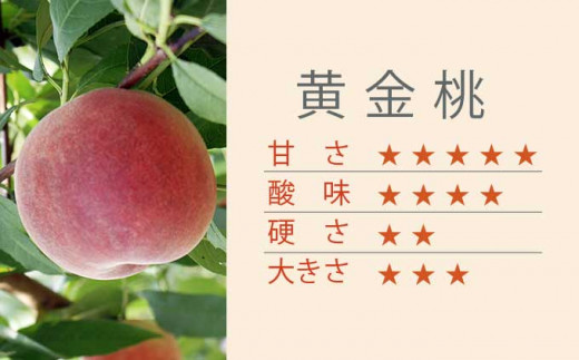 黄金桃 約3kg 7～12玉 ［小布施屋］ 桃 もも モモ フルーツ 果物 令和8年産 【2026年8月下旬～9月上旬発送】 ［A-11］