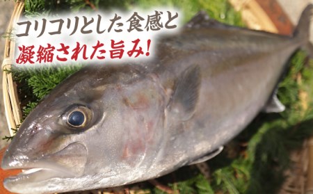 対馬カンパチ３枚卸 [WAD010] かんぱち  お造り  海鮮丼 海鮮 活魚 魚 白身 海産物 魚介類 お刺身 コダワリ魚 こだわり魚 おすすめ魚 おススメ魚 人気魚 定番魚 通販魚 お取り寄せ魚 
