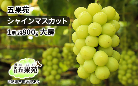 ぶどう 2026年 先行予約 シャインマスカット 1房 約800g  岡山 シャインマスカット