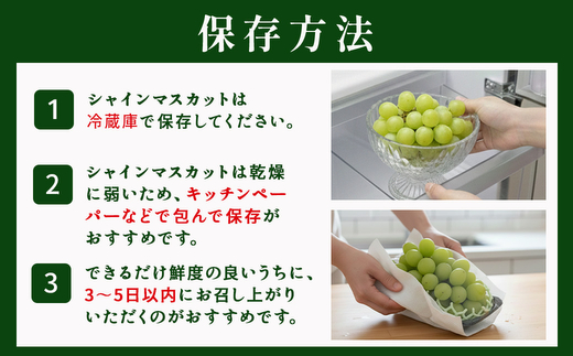 茨城県常総市産 シャインマスカット 約3kg｜ぶどう ブドウ 葡萄 果物 フルーツ 贈り ※2026年8月中旬～9月中旬頃に順次発送予定