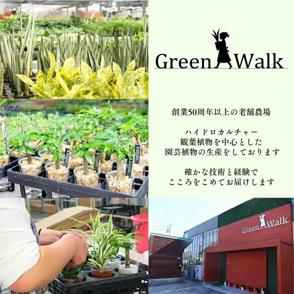 【グレー】ガジュマル モノトーン130 陶器鉢 1鉢 水位計セット