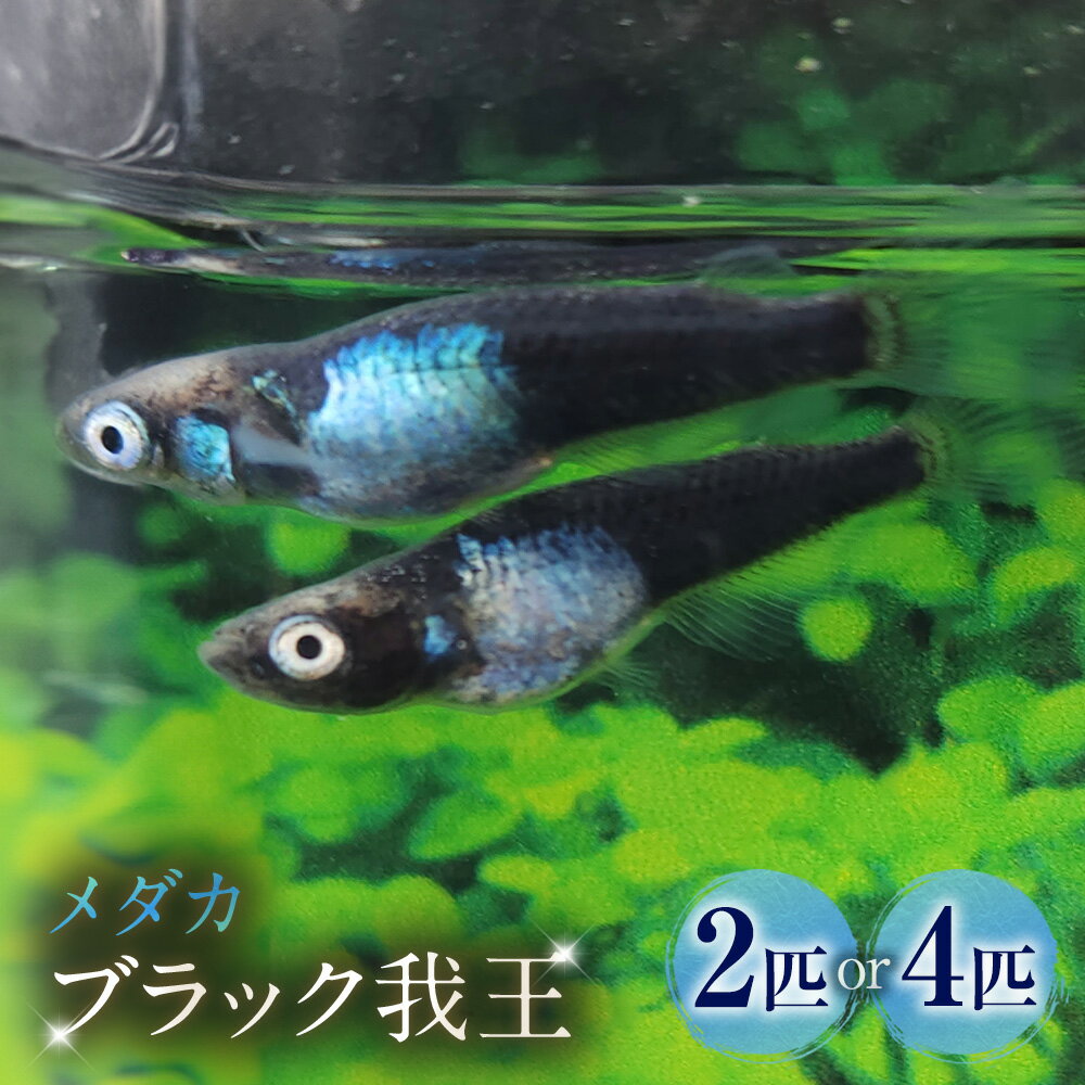 【ふるさと納税】＜選べる匹数＞メダカ【ブラック我王】 1ペア 2匹 / 2ペア 4匹 生体 メダカ めだか 観賞魚 さかな 魚 飼育 ペット 山梨県 中央市 送料無料