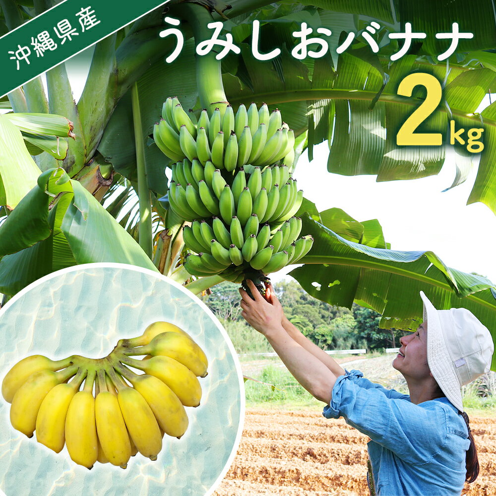 【ふるさと納税】【【先行予約 限定50個】うみしおバナナ(2kg）【2026年6月～8月頃に配送】今帰仁村産 アップルバナナ　常温発送