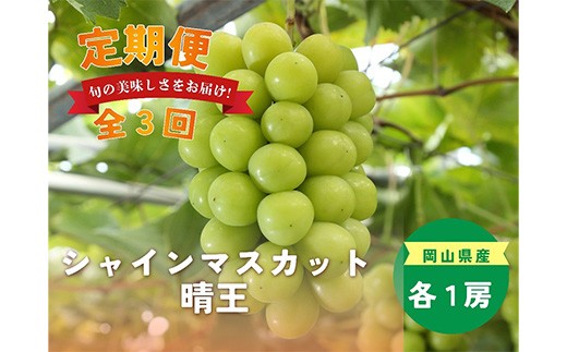 
                  岡山県産 シャインマスカット『晴王』定期便 全3回
                