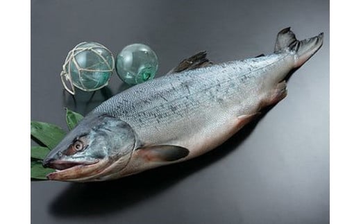 海産問屋カネニ　新巻鮭１本物２ｋｇ前後（D0013）