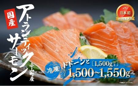 国産 アトランティック サーモン （ 6パック 1.5kg以上 ） 生食用 サーモン