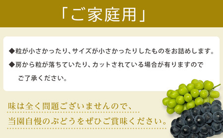 【訳あり・数量限定】 巨峰(種なし)約1kg 〔2024年8月上旬より順次発送〕
