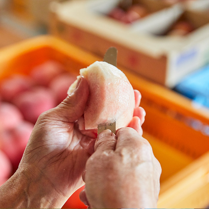 【定期便3回】たっぷり桃の食べ比べ定期便 【令和8年産先行予約】FS23-768