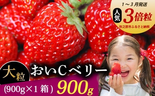 【1～3月発送】 おいCベリー 超大粒 900g いちご 冷蔵発送 おいcベリー 苺 イチゴ 1箱 ゆりかーご 土耕栽培 フルーツ 果物 スイーツ デザート 朝摘み ストロベリー おやつ 完熟 直送 ギフト 家庭用 贈答用 贈答 ギフト 贈り物 甘い ブランド ジャム アレンジ 農家直送 ベリー 産地直送 国産 おすすめ 森木農園 静岡県 牧之原市 ~土耕栽培だから濃くて甘い!~