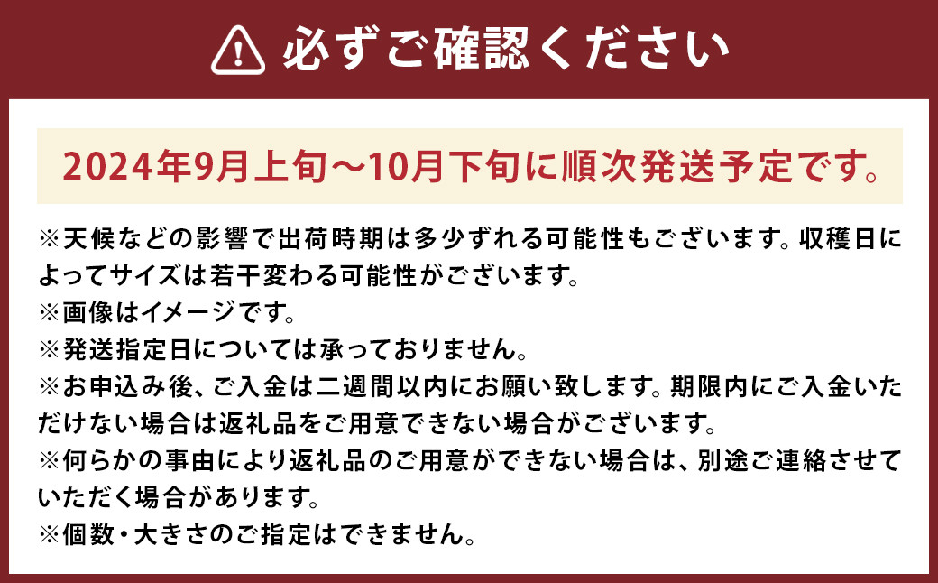 産地直送 朝採り 柿 3kg