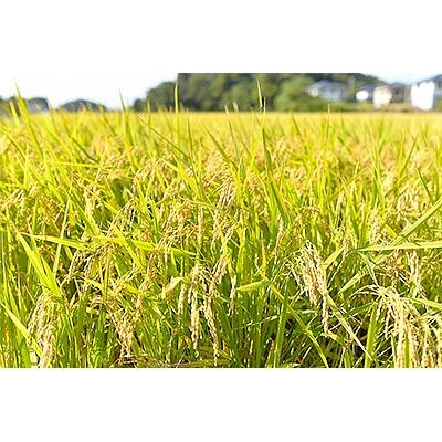 ふるさと納税 銚子市 千葉県産ふさこがね10kg |  | 01