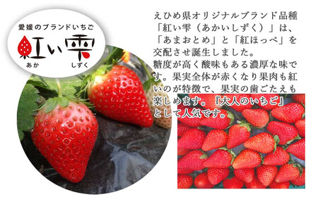 【先行予約】 フルーツ いちご 苺 「あまおとめ」 または 「紅い雫」 厳選大玉 約400g エコえひめ認証 愛媛県 オリジナルブランド品種 箱入り クール便 新鮮 朝摘み 収穫当日発送 ichigo