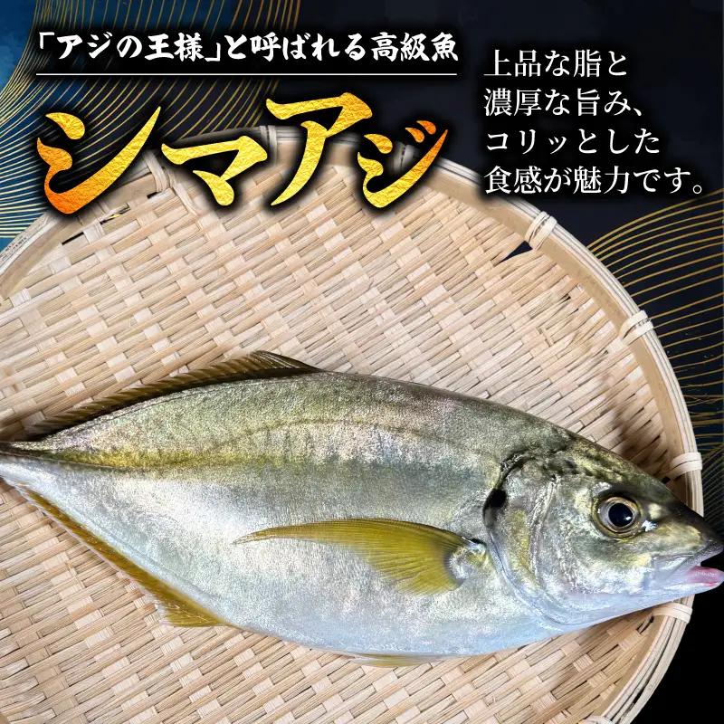【シマアジ】 刺身 フィーレ 2節 下処理済み シマアジ 鯵 YM001