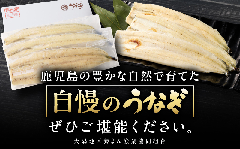 1468 鹿児島県大隅産うなぎ白焼3尾（360g）　KN007-009-01