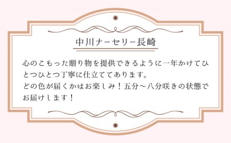 【2024年12月〜発送】【ギフトにピッタリ！】シクラメン 6号 鉢 / 南島原市 / 中川ナーセリー長崎[SDL001]