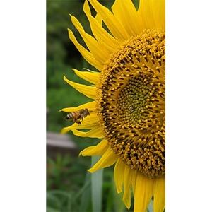 勝浦産　非加熱の生ハチミツ 1kg【夏の百花蜜】【1135470】