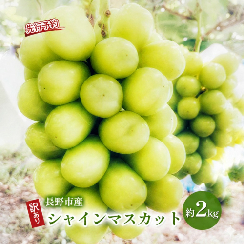 2026年産ぶどう 先行予約 長野県産 シャインマスカット 約2kg 訳あり 葡萄 ブドウ 果物 フルーツ シャイン マスカット デザート おやつ 信州