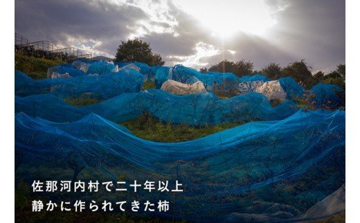 佐那河内産 こだわりの大和柿 500g  山本清 《90日以内に出荷予定(土日祝除く)》【配送不可地域あり】│ 干し柿 干柿 柿 かき カキ フルーツ 果物 くだもの 農家直送 家庭用 秋の味覚 旬 