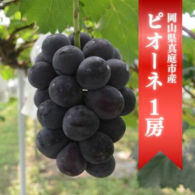 【ふるさと納税】【きよとうファーム】【お試し便】ピオーネ1房/500g～(岡山県産)【配送不可地域：離島】【1420518】