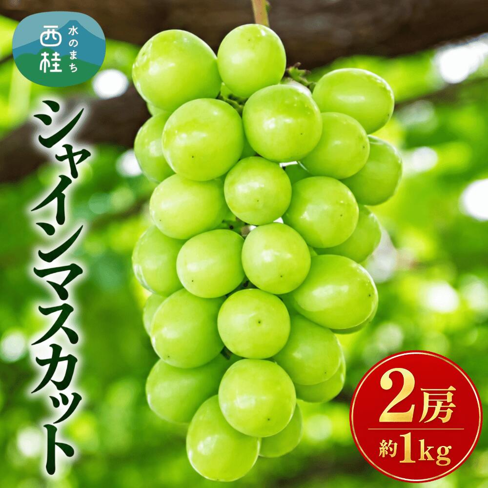 【ふるさと納税】 2026年発送 シャインマスカット 2房 1kg ふるさと納税 フルーツ ぶどう 果物 送料無料 山梨県産 2026 旬 大粒 高級 ブドウ 葡萄 西桂町 ふるさと納税 【 2026年発送 】