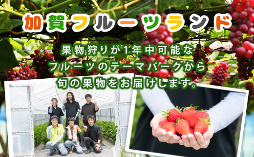 【先行予約】いちご かおり野 生食用 石川県加賀市産 800g（200g×4パック）2025年2月～4月下旬までに発送 いちご イチゴ 苺 かおり野 フルーツ 果物 くだもの 生果実 F6P-1995